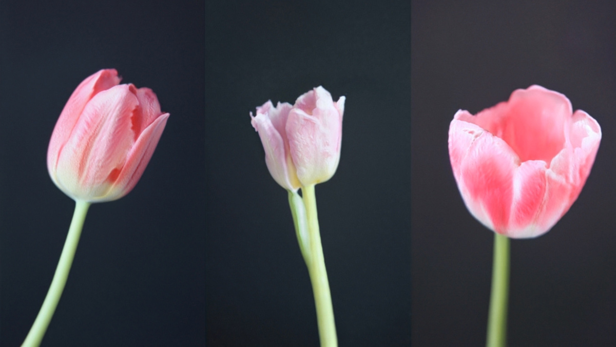 Myriad (Tulips) (2018) - Anna Ridler